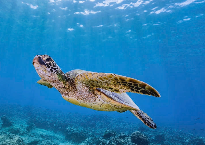 what to do if sea turtle approaches