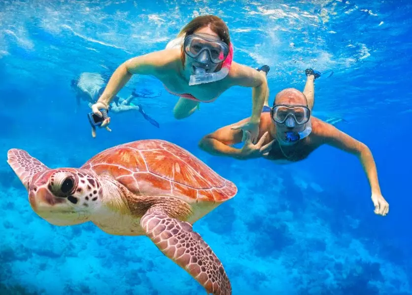 best places to swim with turtles