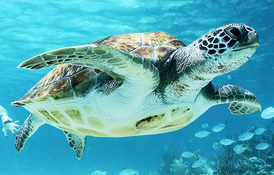 Arizona marine wildlife tours