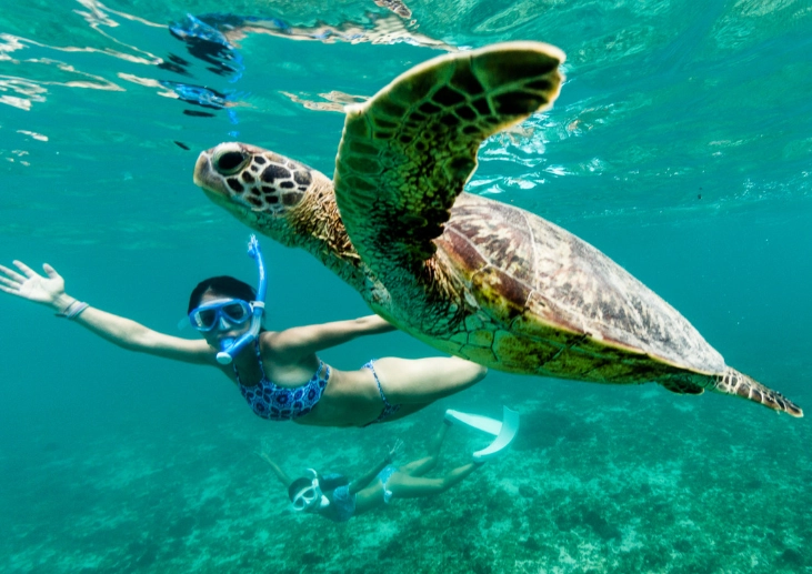 Caribbean turtle snorkeling