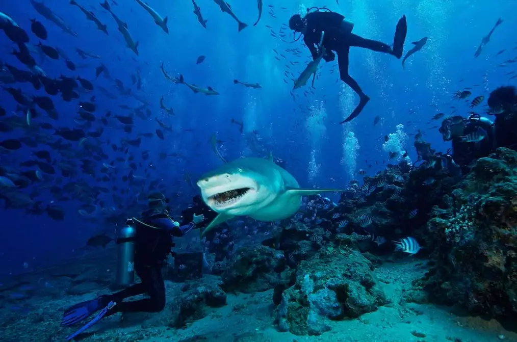 Top diving destinations in the world