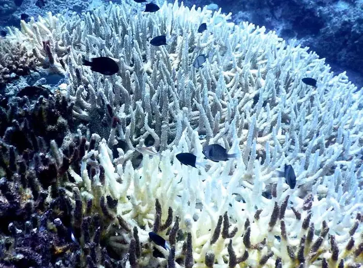 coral bleaching causes