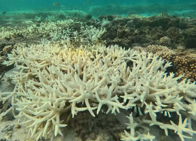 causes of coral bleaching