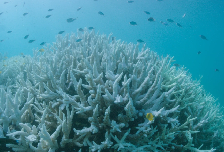 ocean warming coral bleaching