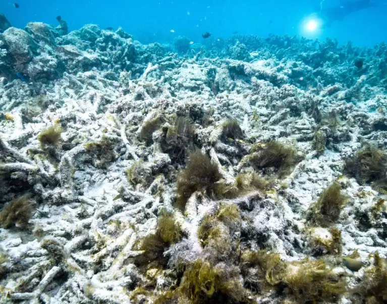 global coral bleaching map