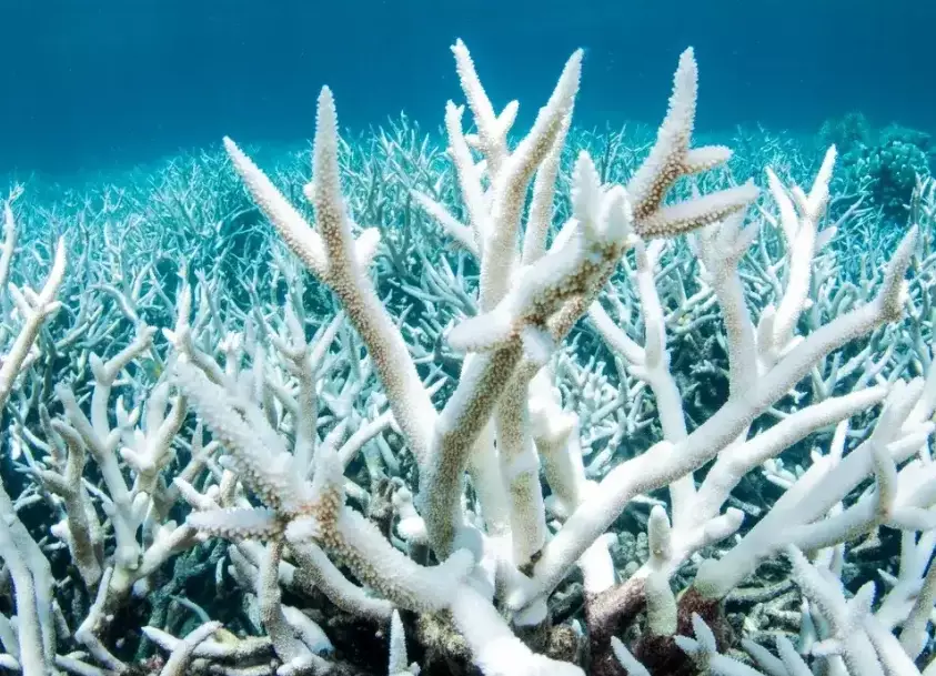 ocean warming coral bleaching