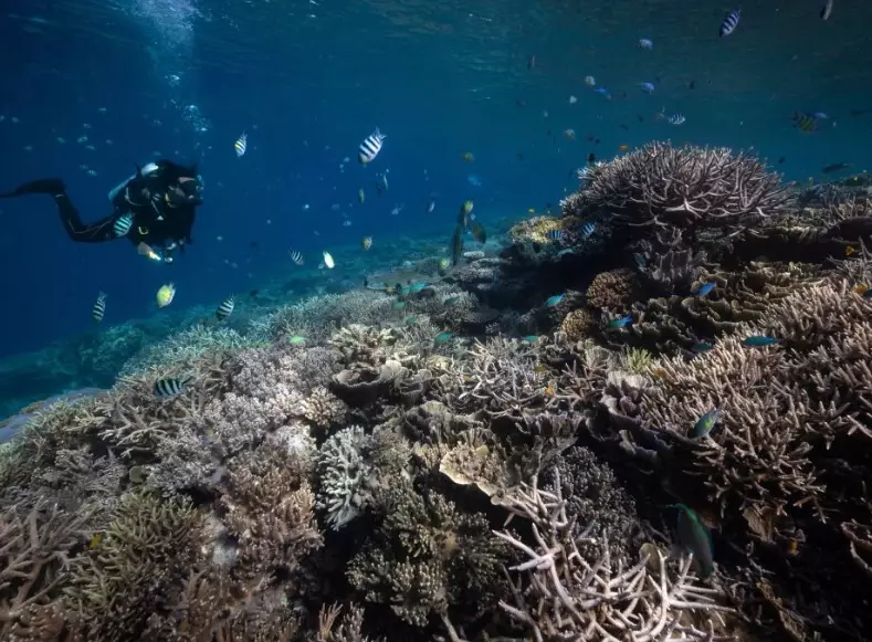 worst coral bleaching