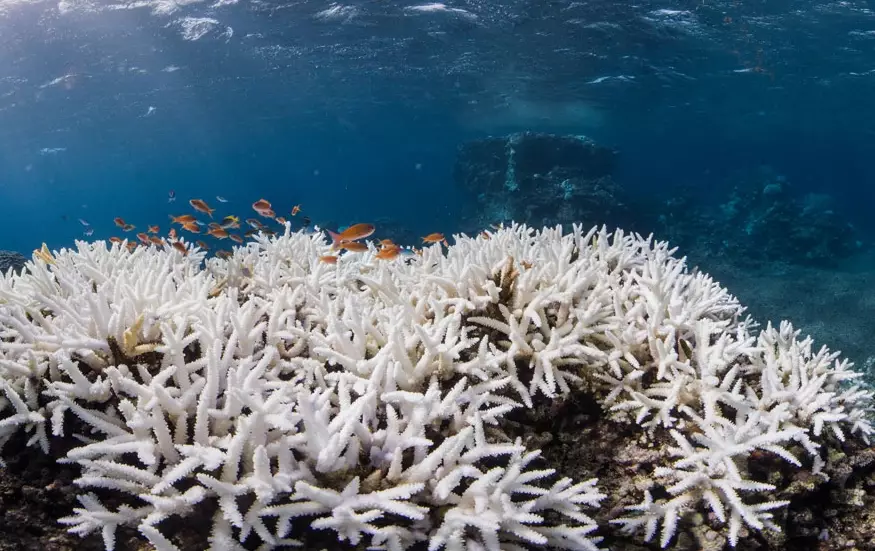 coral bleaching causes