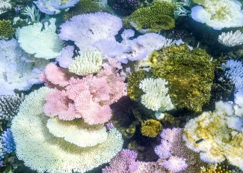 global coral bleaching map