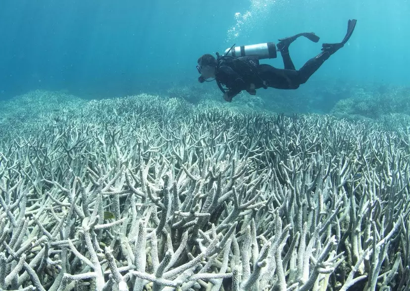 where is coral bleaching worst
