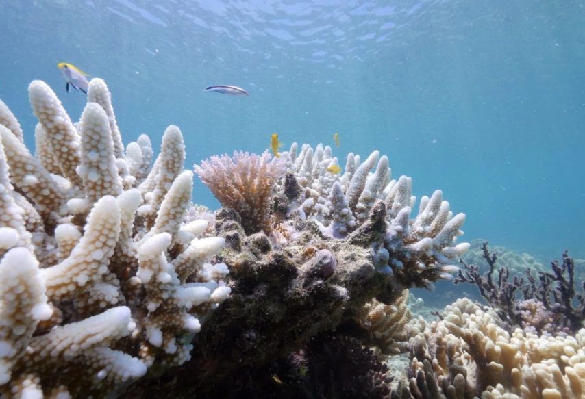 Where is coral bleaching the worst