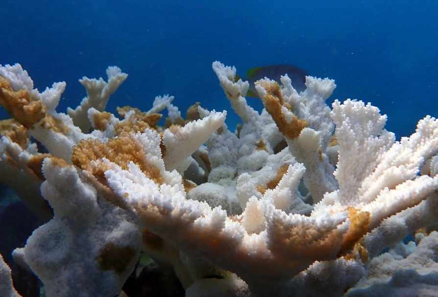 coral bleaching cause