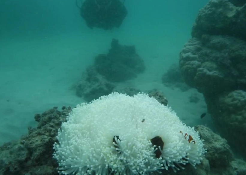 coral bleaching hotspots