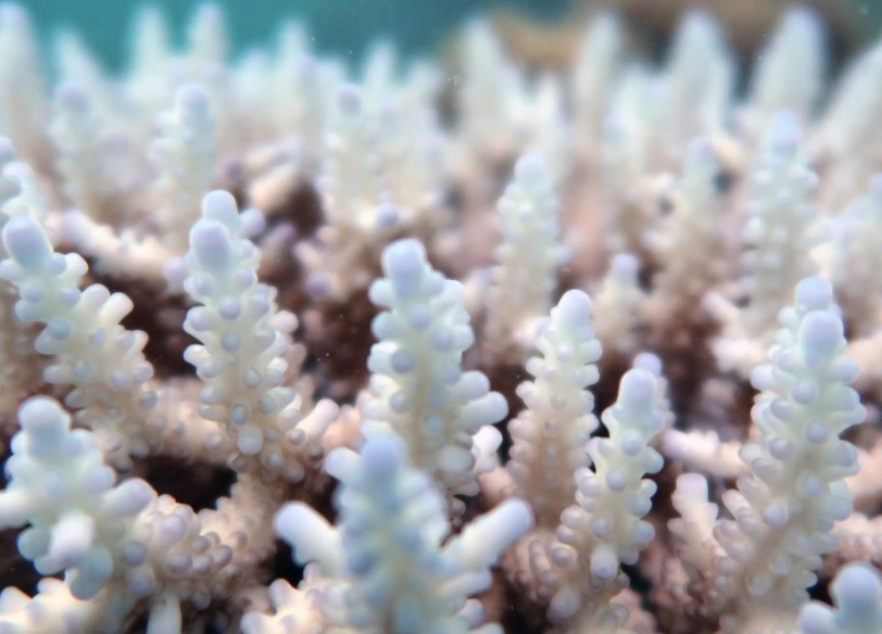 how to help bleached coral how to help bleached coral