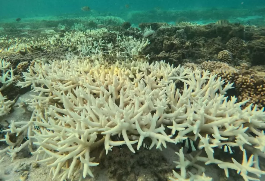 where is coral bleaching worst