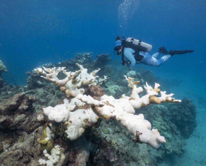 coral reef threats