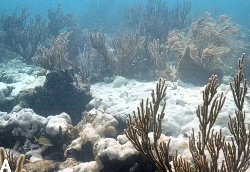 what causes coral bleaching