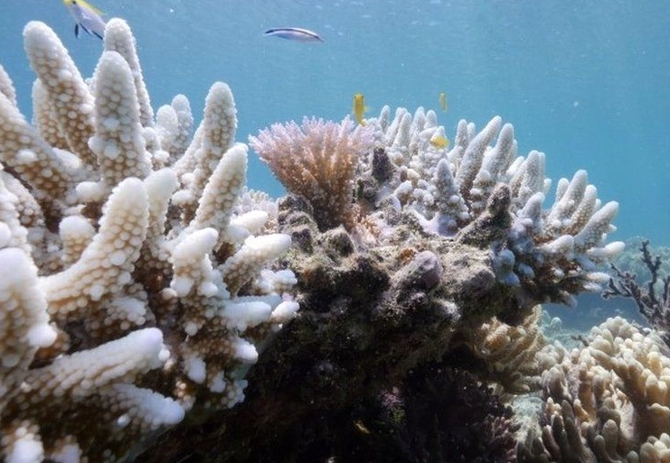 ocean warming coral bleaching