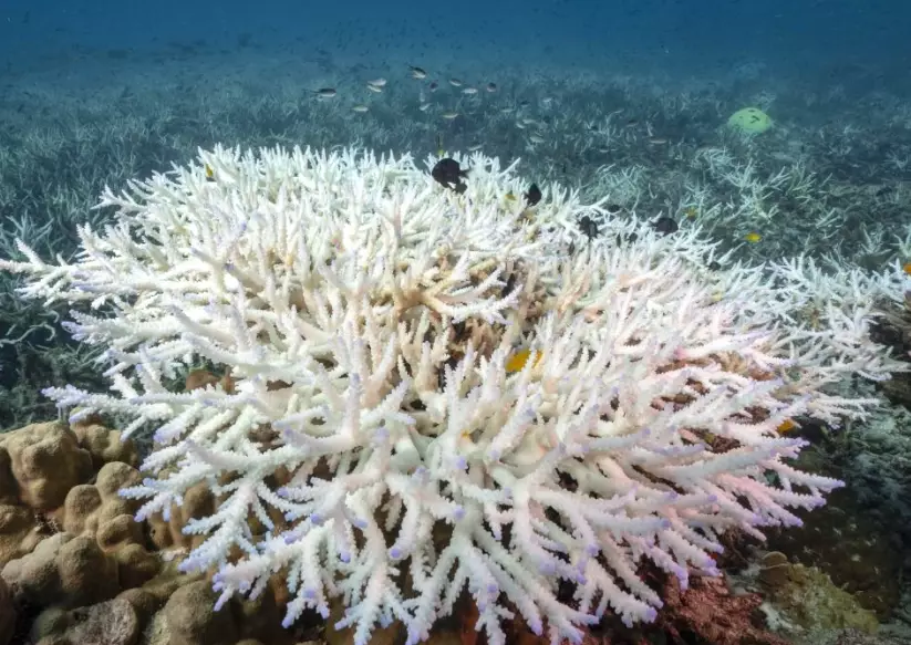 worst coral bleaching