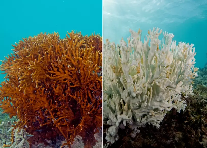 causes of coral bleaching