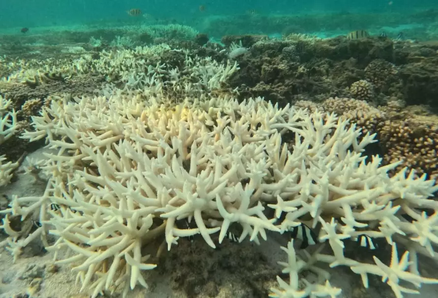 coral bleaching cause