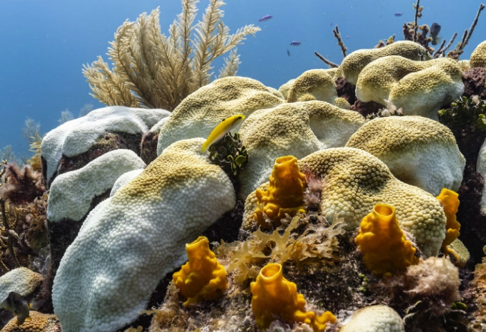 coral bleaching solutions coral bleaching solutions