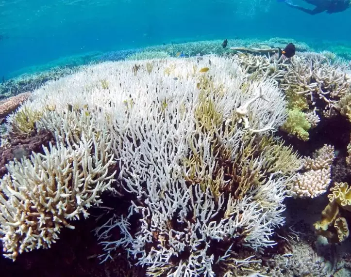 coral bleaching sources