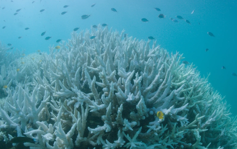 What are three sources of coral bleaching?