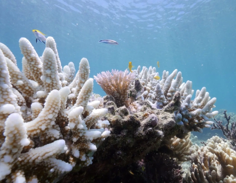 coral bleaching sources