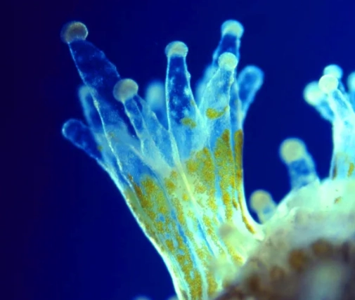 zooxanthellae function