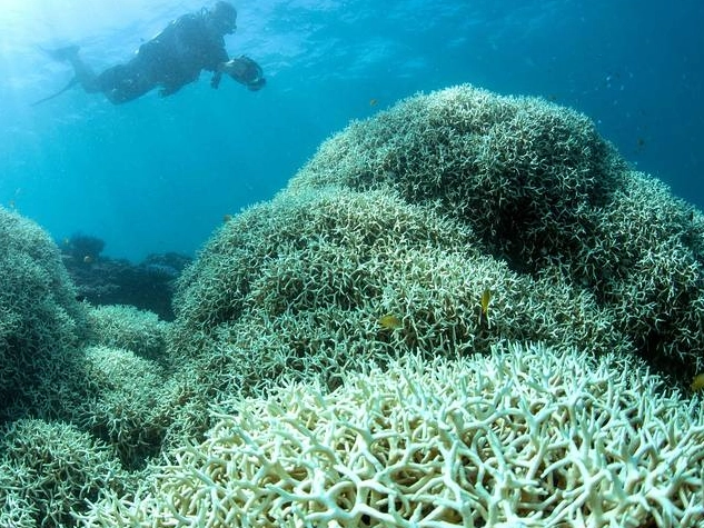 ocean warming coral bleaching
