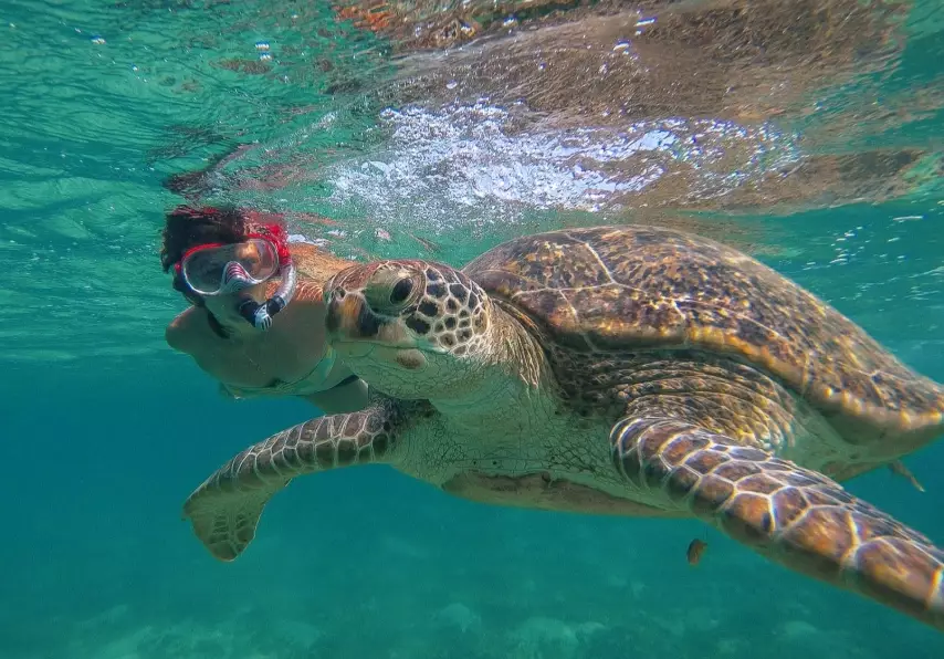 hawksbill turtle protection