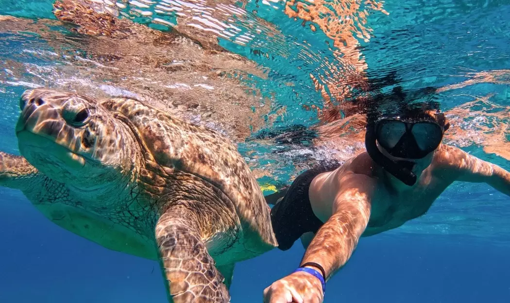 swim with turtles Caribbean