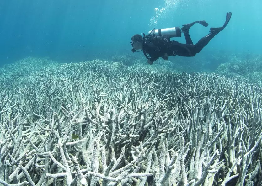 water pollution coral reefs