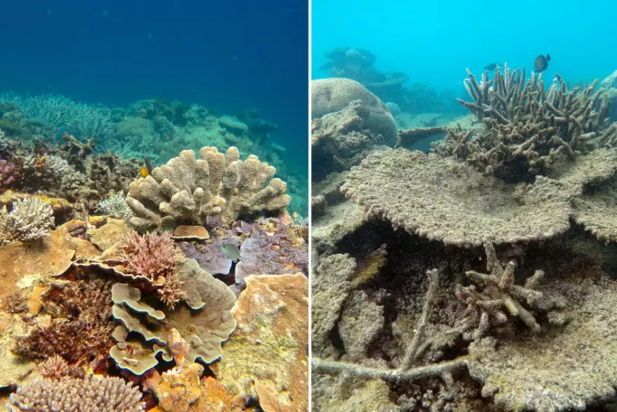 coral reef ecosystem collapse