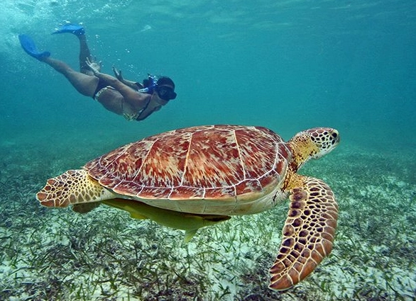 Caribbean turtle snorkeling