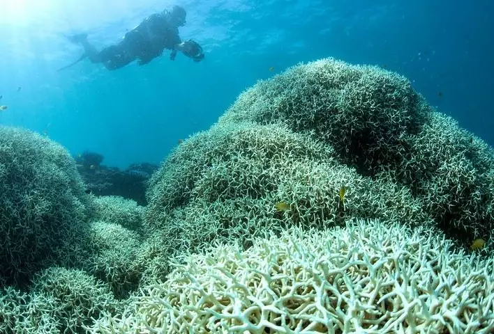 What are 8 stress factors that cause coral bleaching?