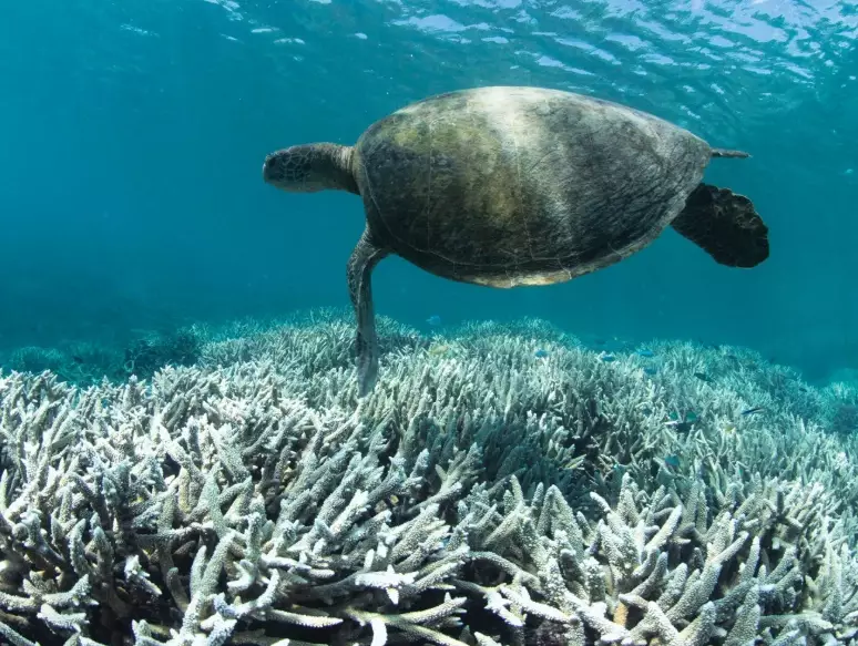 coral reef importance