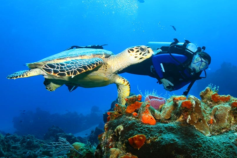 best places to swim with sea turtles