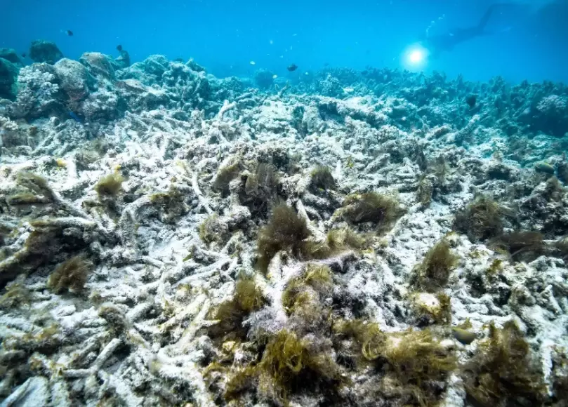 How does pollution cause coral bleaching