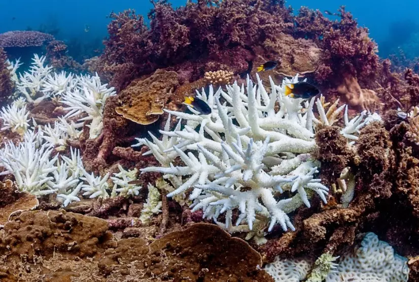 coral reef conservation