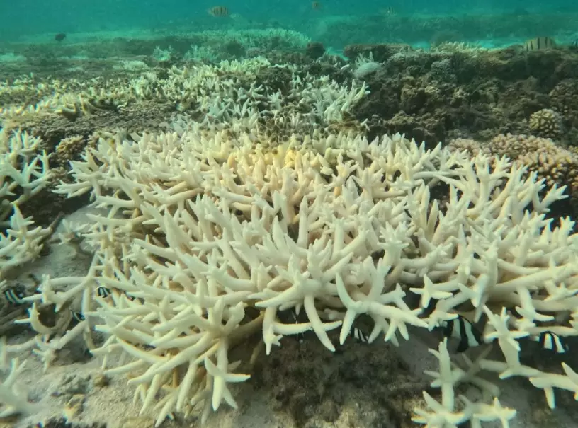 coral reef ecosystem collapse
