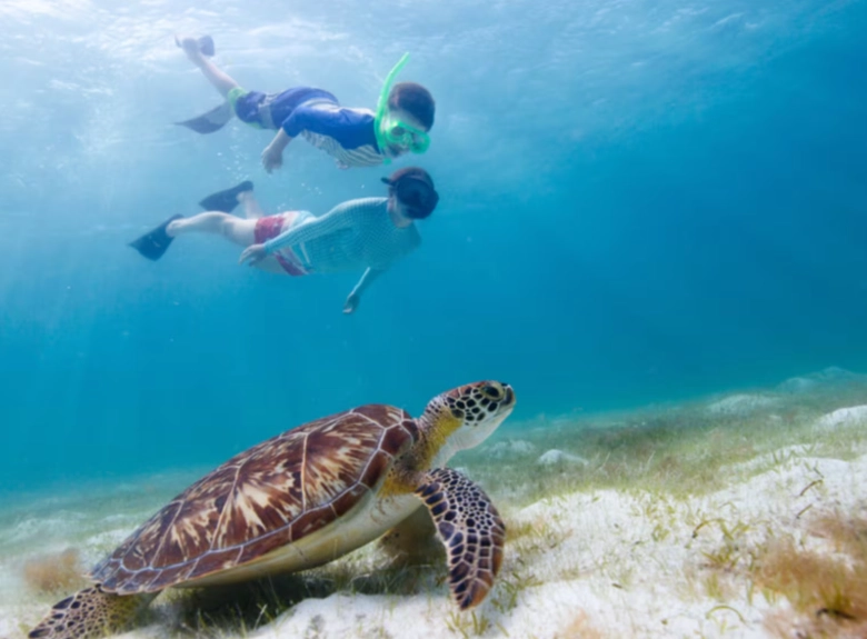 sea turtle conservation St. Thomas