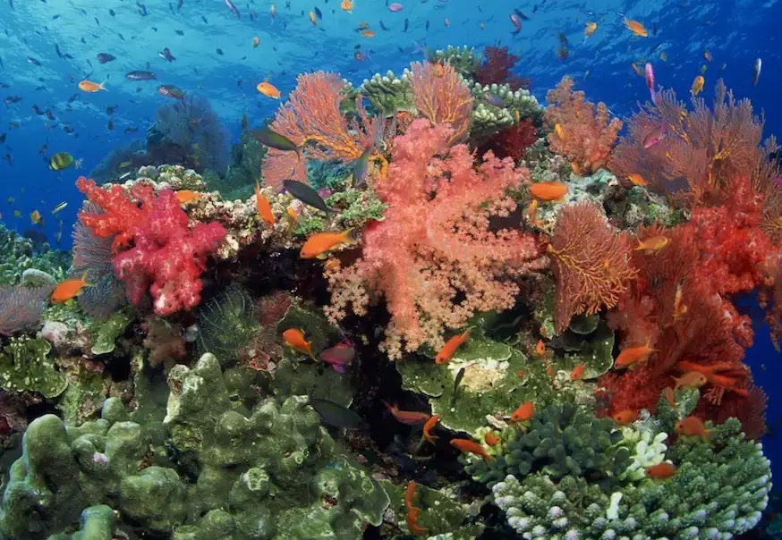 coral reef ecosystem