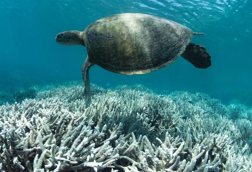 coral bleaching causes