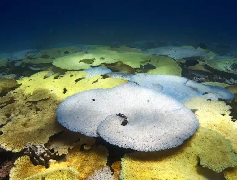 coral stress response