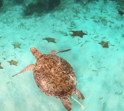 sea turtle conservation St. Thomas