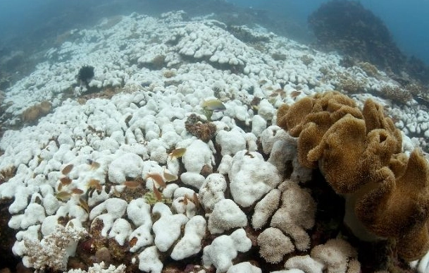 zooxanthellae expulsion