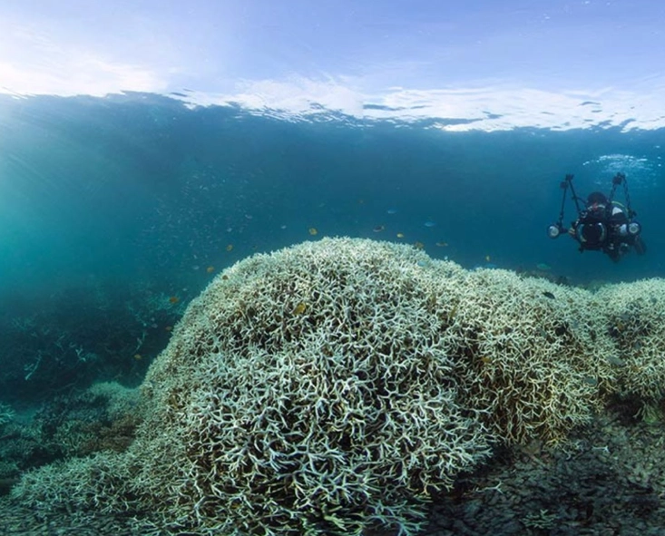 coral bleaching