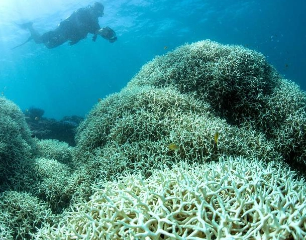 coral reef conservation